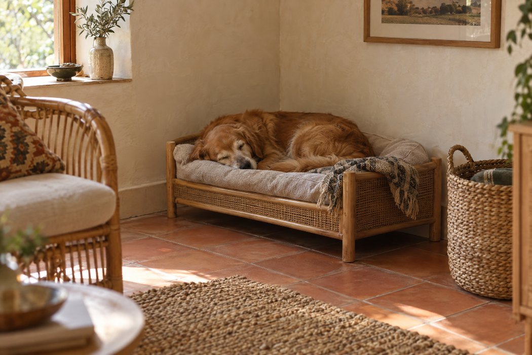 A dog settled in its own bed