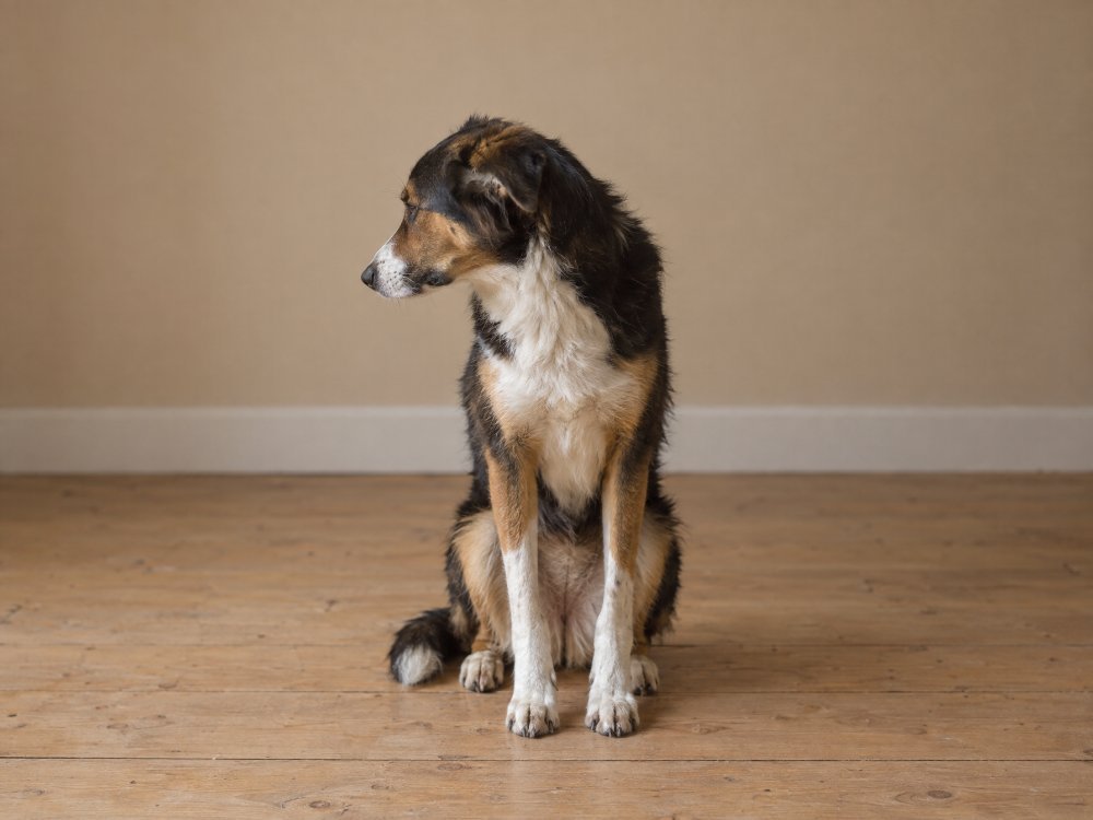 A dog with its head turned away